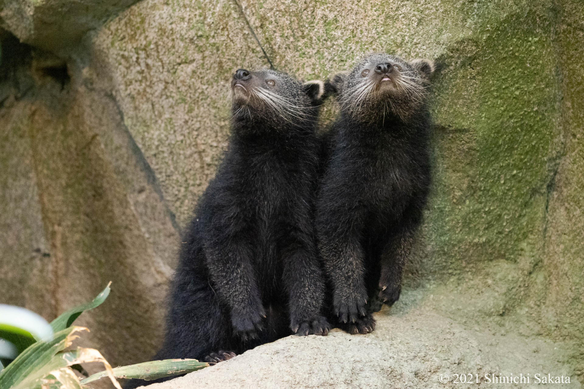 Web ビントロング ってどんな動物 動物園写真家がその生態と魅力を解説 Dime 動物園写真家 阪田真一 オフィシャルサイト