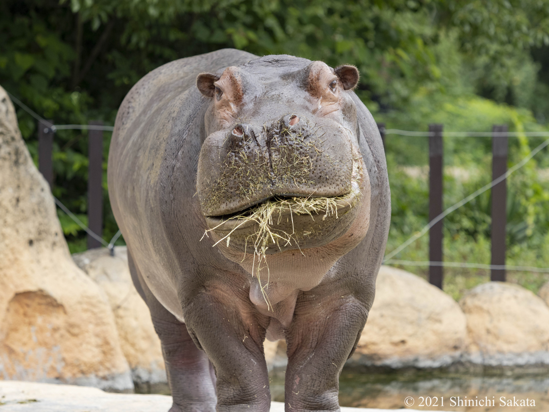 original] カバさんのモーニングタイム（豊橋総合動植物公園