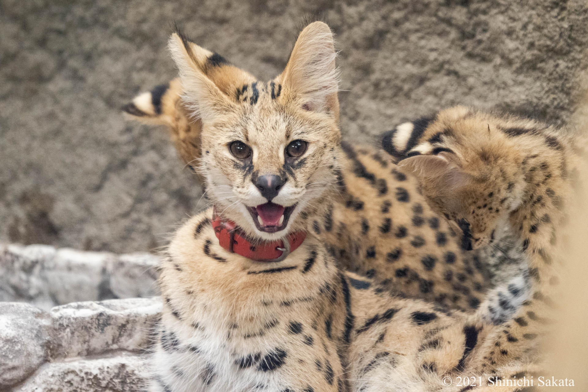 Original サーバルキャットの双子が生まれた サーバル母ちゃん満面の笑み 神戸どうぶつ王国 動物園写真家 阪田真一 オフィシャルサイト