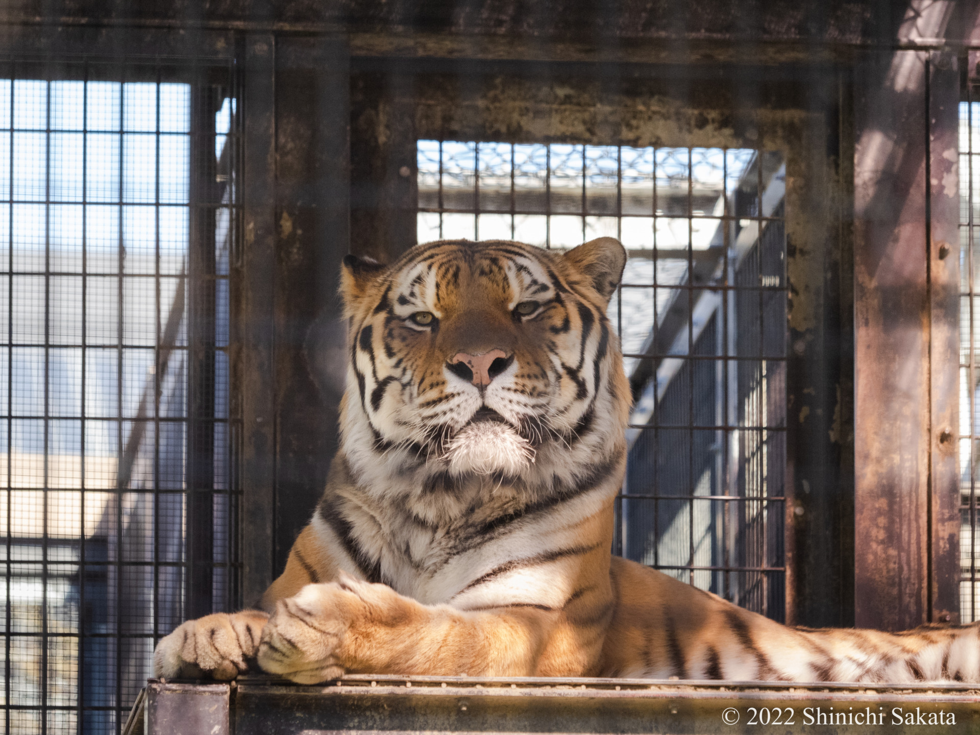 Web 京都の動物園でまったりほっこり 京都市動物園の一月 Klk 動物園写真家 阪田真一 オフィシャルサイト