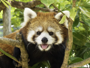 [WEB] レッサーパンダの聖地・静岡市立日本平動物園で見つけた人気者たち（＠DIME）