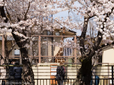 [WEB] 「京都の動物園でまったりほっこり」〜 京都市動物園の四月 〜（KLK）