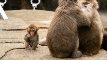 [WEB] どこか懐かしくて温かい!?浜松市動物園「はまZOO」で暮らす動物たちの癒やし力（＠DIME）